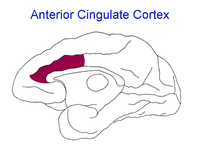 AnteriorCingulateCortex